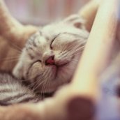 すわろふすき～さん